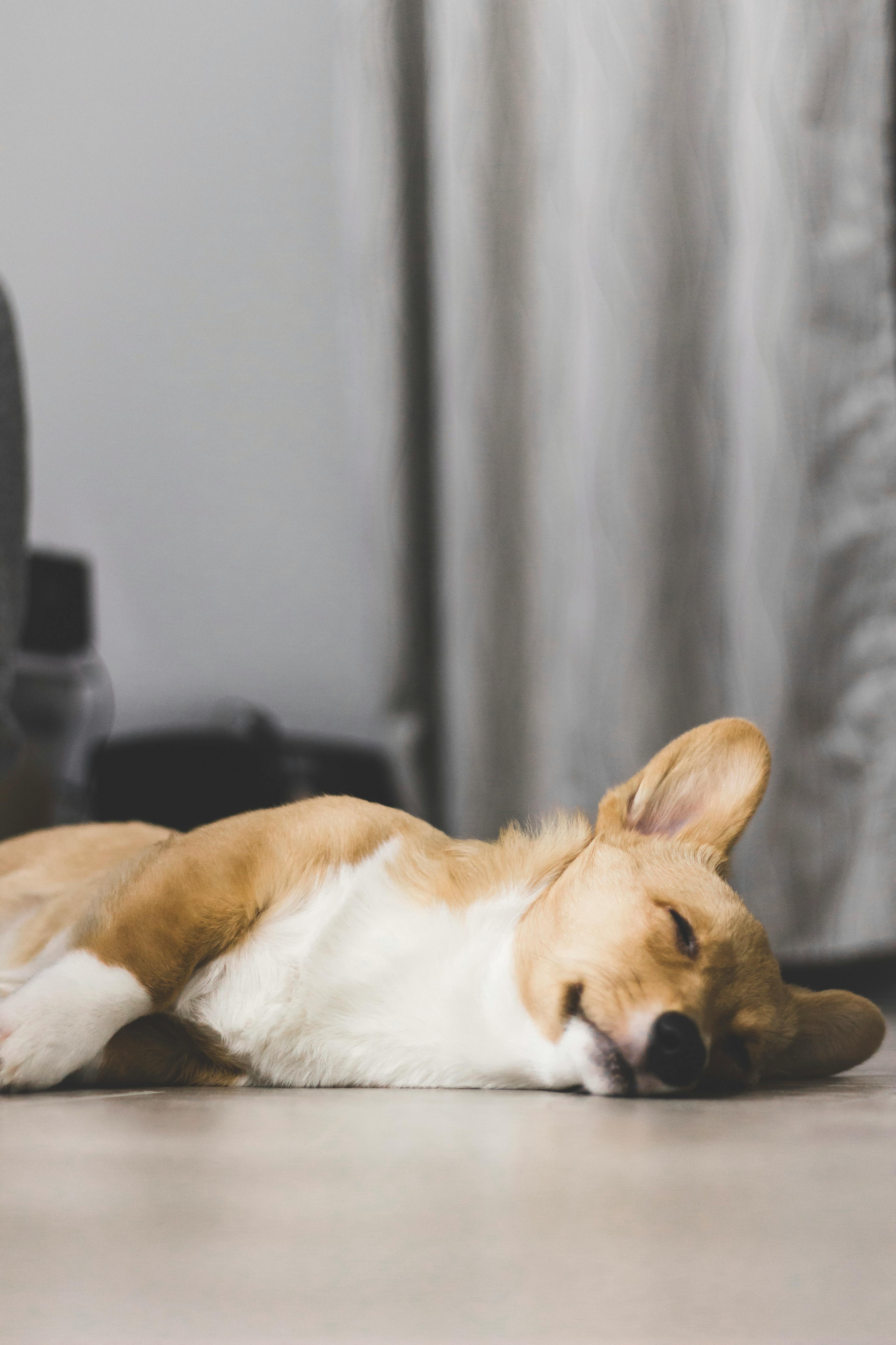 Image de corgi qui dort